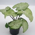 Syngonium 'White Butterfly'