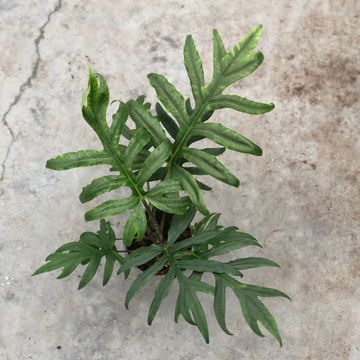 Alocasia brancifolia 'Pink Passion'