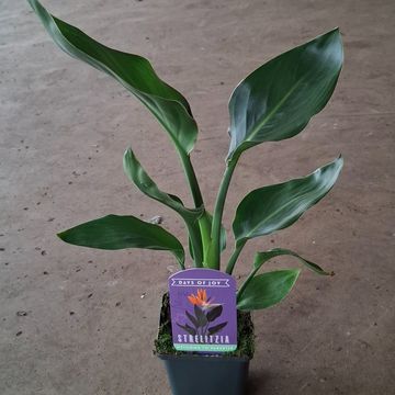 Strelitzia reginae