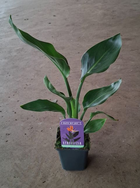 Strelitzia reginae