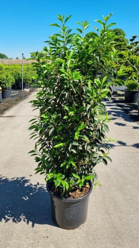 Prunus lusitanica 'Angustifolia'