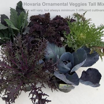 Brassica oleracea MIX