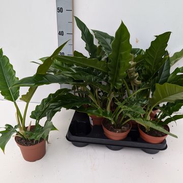 Philodendron SAW