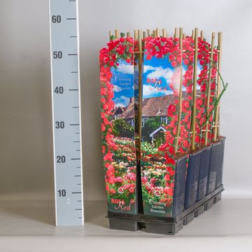 Rosa OLD ENGLISH GARDEN BEAUTIES MIX