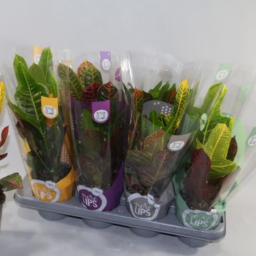 Codiaeum variegatum 'Excellent'