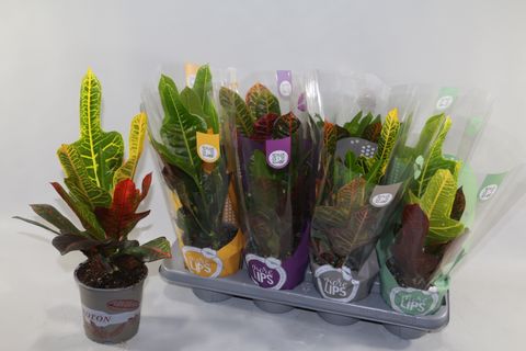 Codiaeum variegatum 'Excellent'