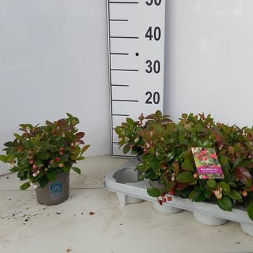 Gaultheria procumbens