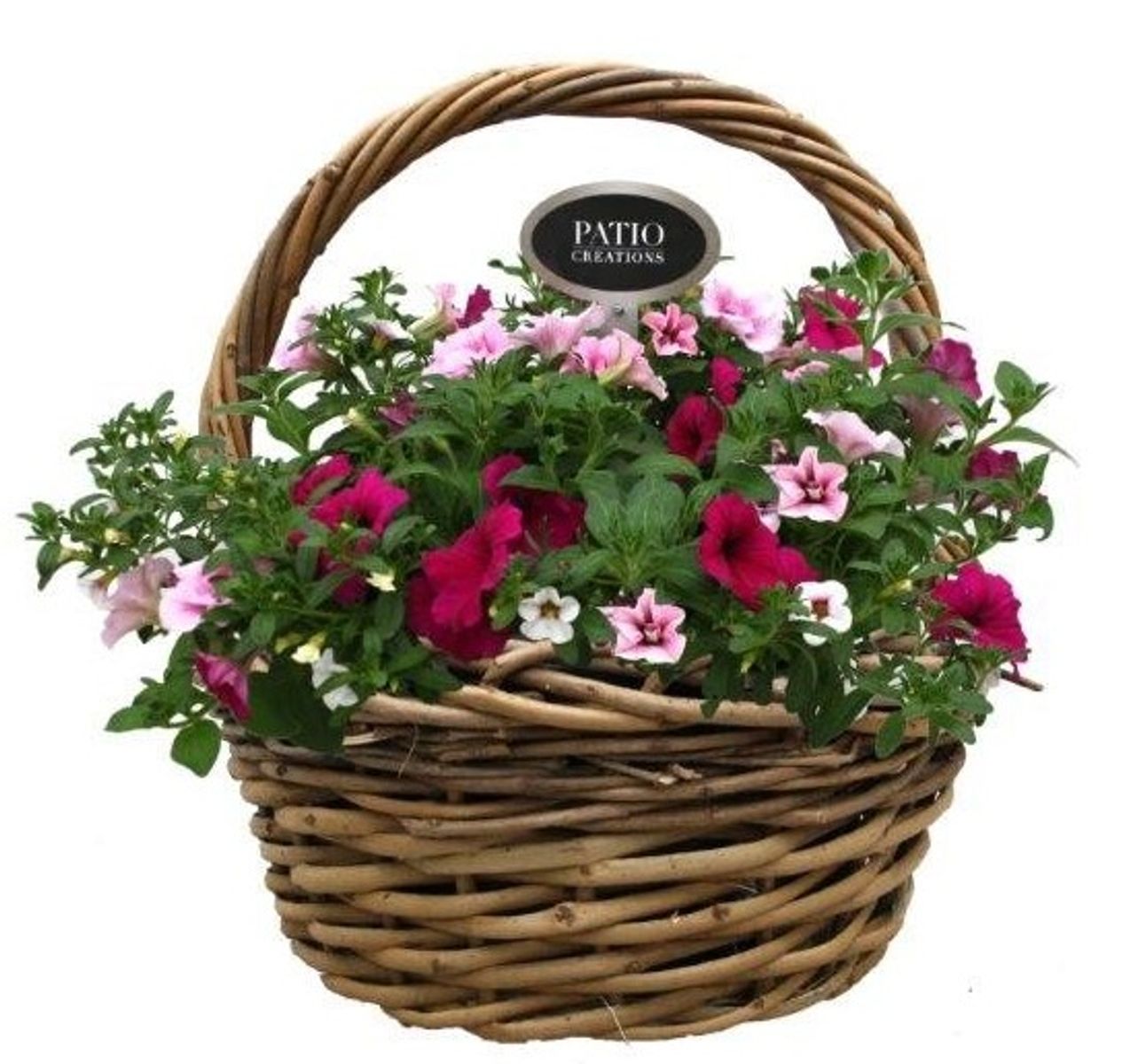 Perennials MIX IN POT — Plant Wholesale FlorAccess