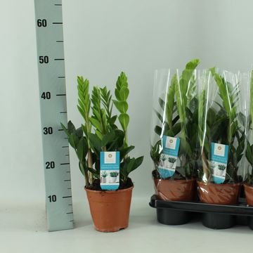 Zamioculcas zamiifolia