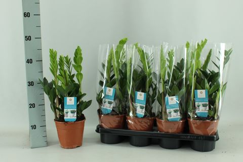 Zamioculcas zamiifolia
