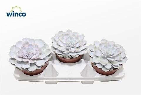 Echeveria lilacina