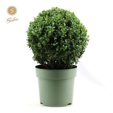 Buxus sempervirens