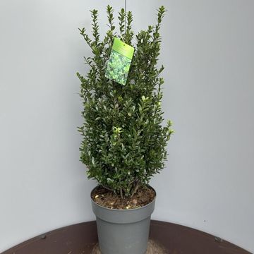 Ilex crenata 'Caroline Upright'