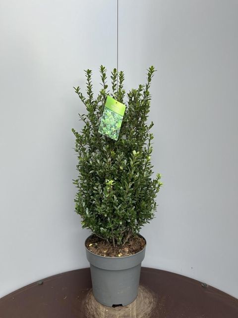 Ilex crenata 'Caroline Upright'