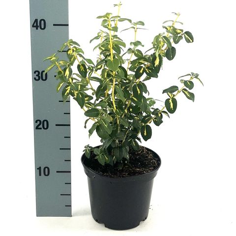 Euonymus fortunei 'Sunspot'