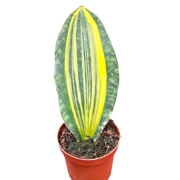 Sansevieria masoniana 'Variegata'