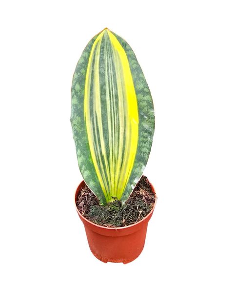 Sansevieria masoniana 'Variegata'