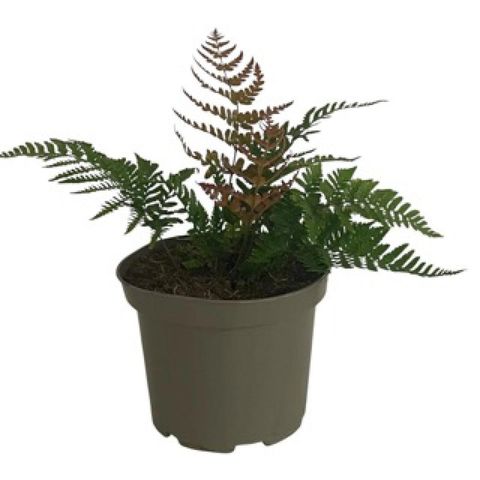 Dryopteris erythrosora prolifica