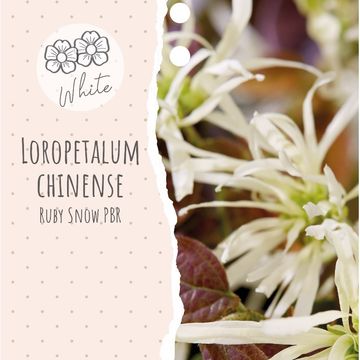 Loropetalum chinense RUBY SNOW