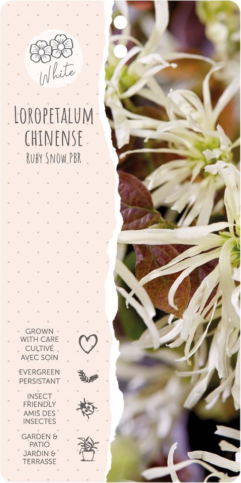 Loropetalum chinense RUBY SNOW