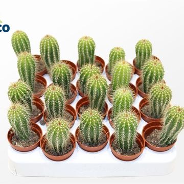 Neobuxbaumia polylopha