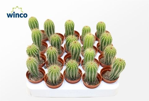 Neobuxbaumia polylopha