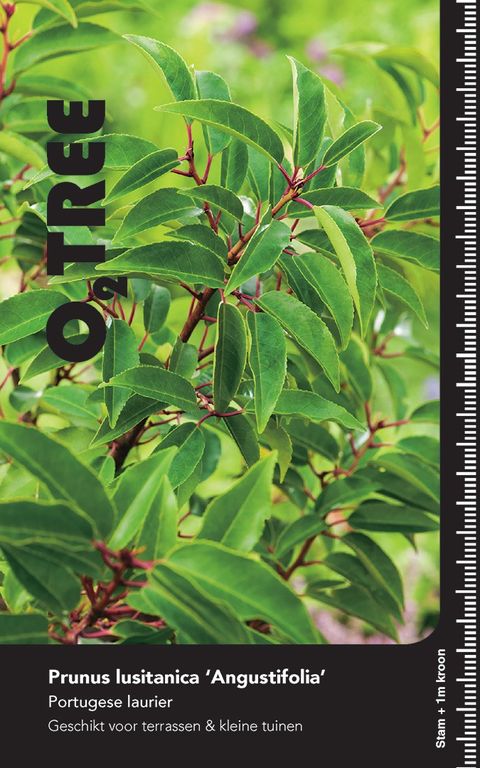 Prunus lusitanica 'Angustifolia'