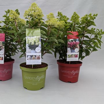 Hydrangea paniculata MIX