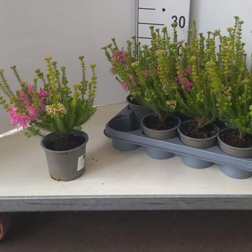 Erica verticillata 'African Coral'