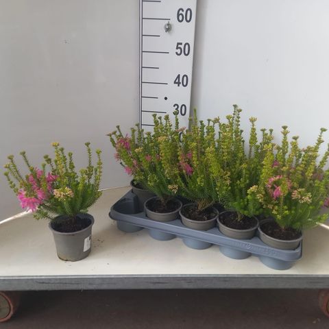 Erica verticillata 'African Coral'