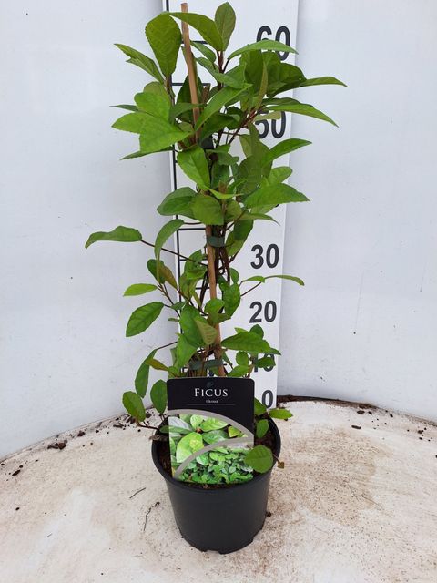 Ficus ti-koua