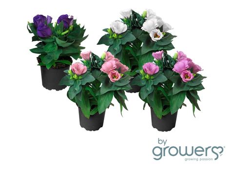Eustoma grandiflorum MIX
