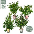 Camellia japonica MIX