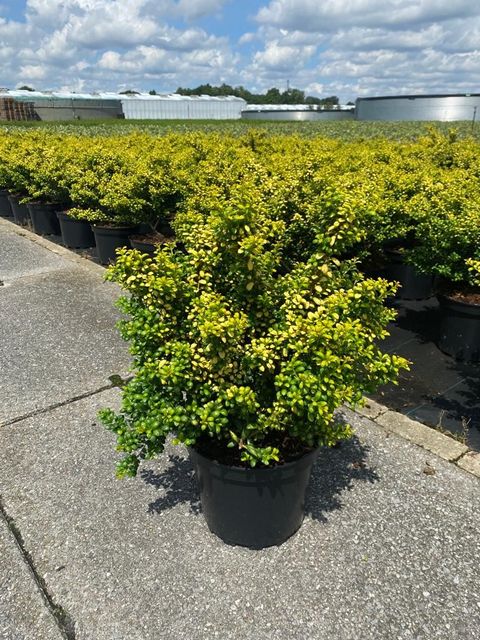 Ilex crenata 'Convexed Gold'