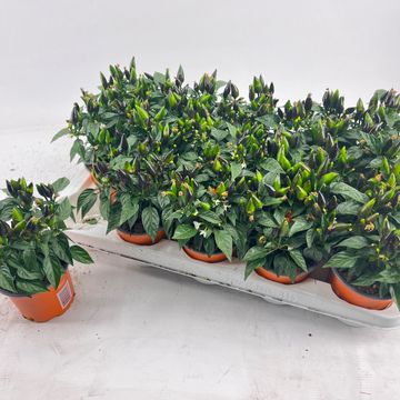 Capsicum annuum 'Salsa Dark Orange'