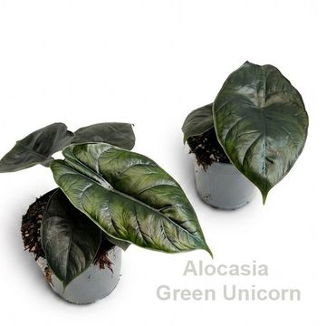 Алоказія 'Green Unicorn'