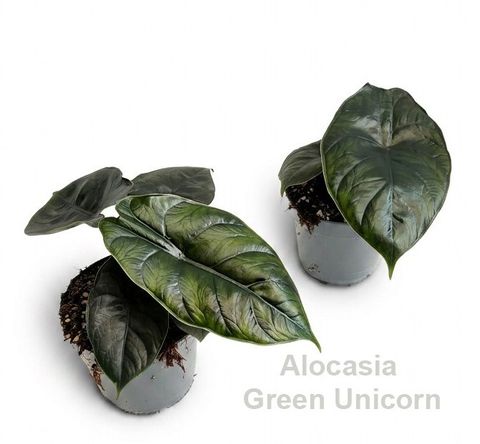 Alocasia 'Green Unicorn'