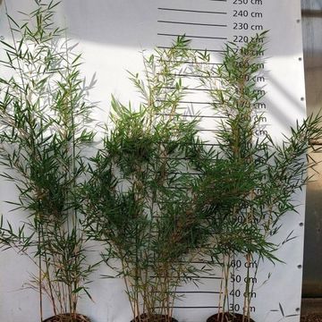 Fargesia robusta 'Campbell'
