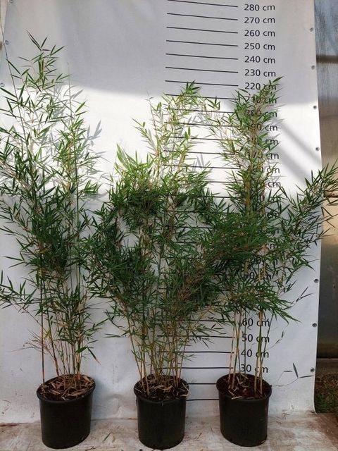 Fargesia robusta 'Campbell'