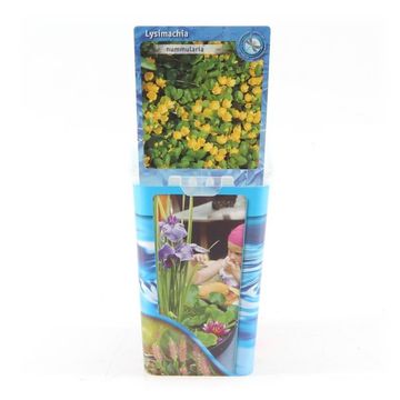 Lysimachia nummularia