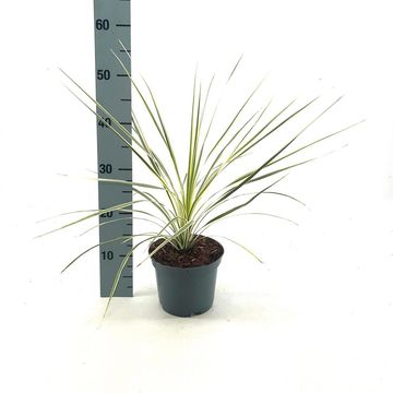 Cordyline australis LIME PASSION