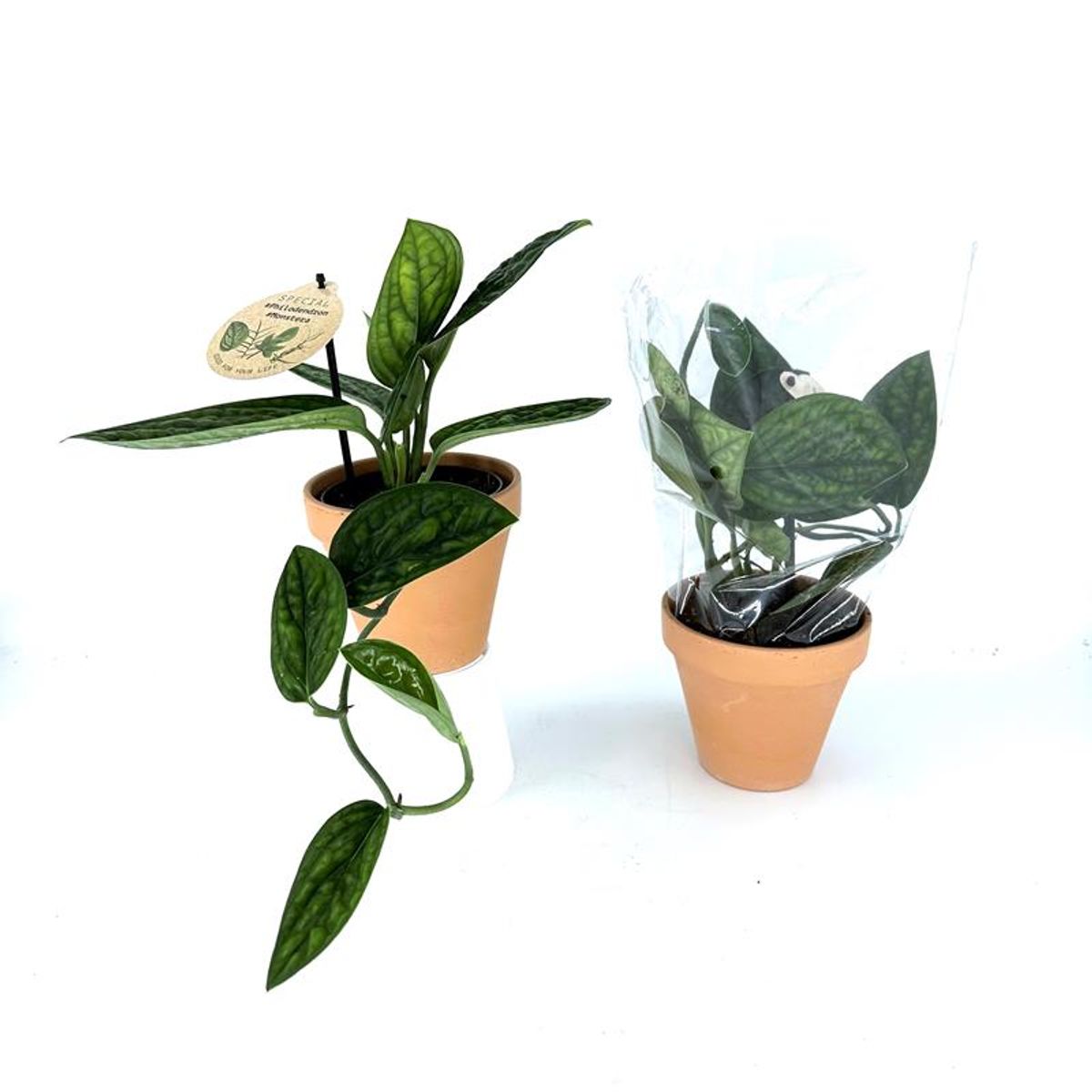 Monstera karstenianum 'Peru'  Pflanzengrohandel FlorAccess