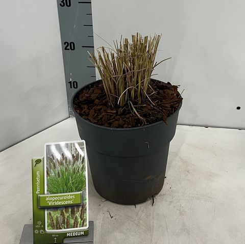 Pennisetum alopecuroides 'Viridescens'