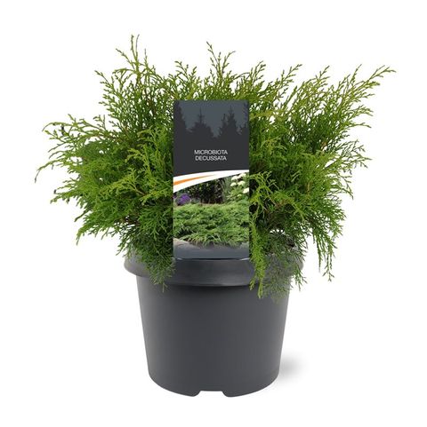 Microbiota decussata