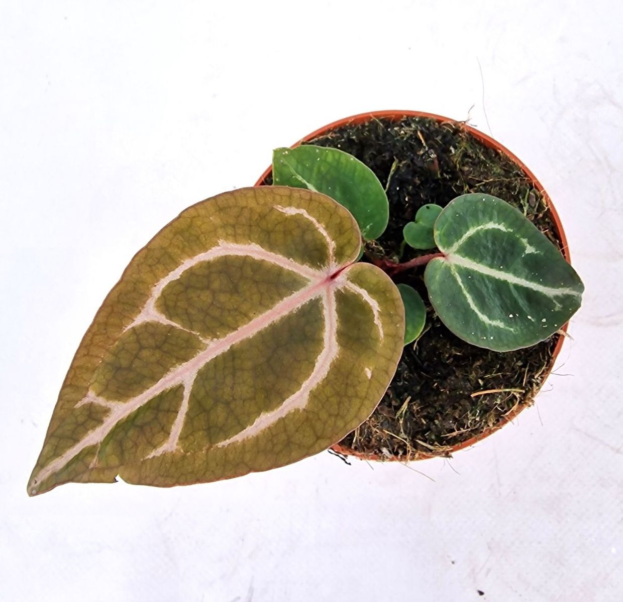 Anthurium “ Michelle” by Docblock ミシェル Amazon.co.jp: アンスリウム ミシェル Anthurium Michelle by