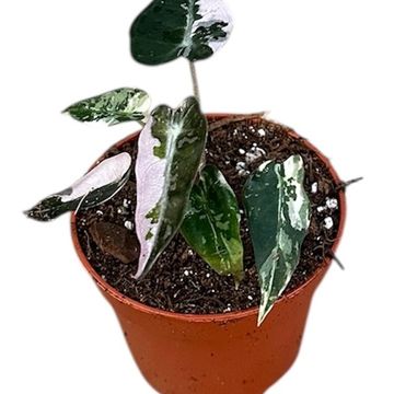 Alocasia 'Bambino Variegata'
