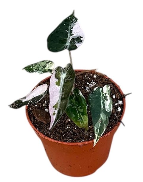 Alocasia 'Bambino Variegata'