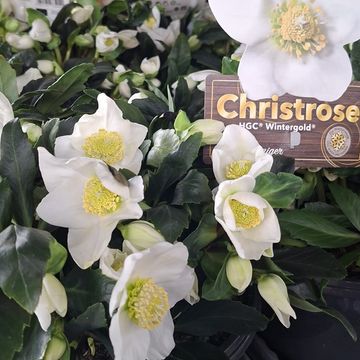Helleborus niger HGC WINTERGOLD