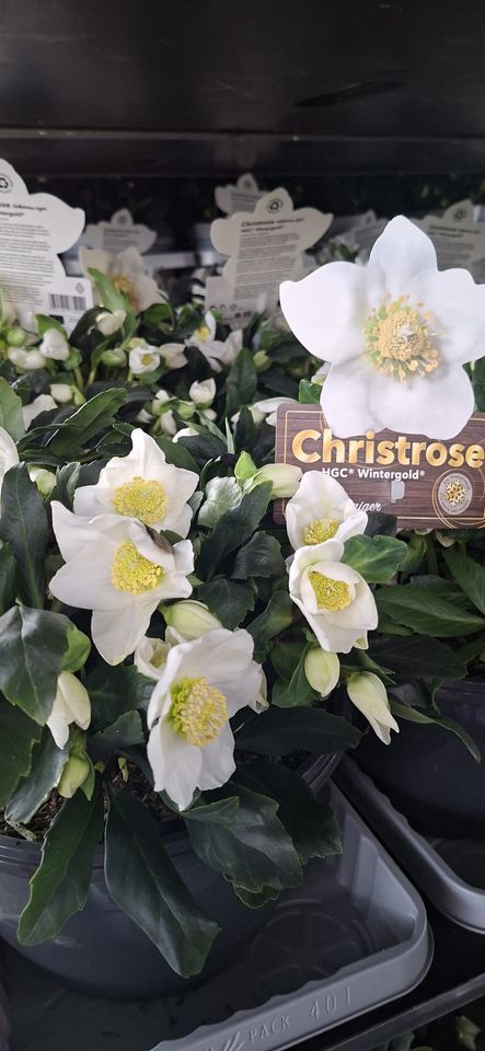Helleborus niger HGC WINTERGOLD