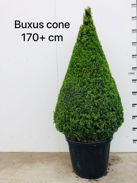 Buxus sempervirens